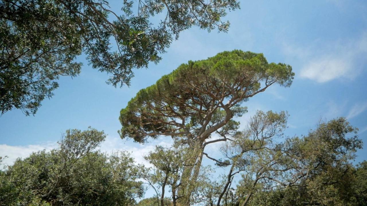The Sense Experience Resort Follonica Dış mekan fotoğraf A living Pinus halepensis, or Aleppo pine